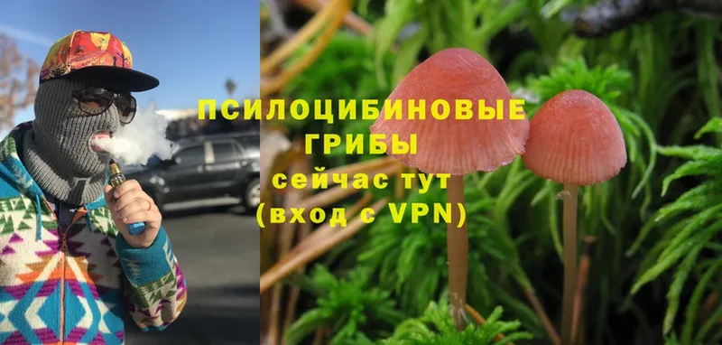 Галлюциногенные грибы Psilocybine cubensis Тавда